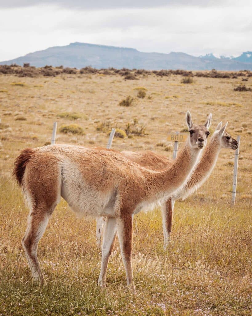 Patagonia Chile travel guide